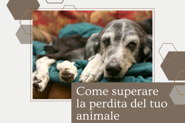 Come superare la perdita del tuo animale domestico