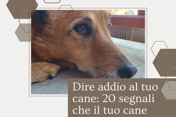 Dire addio al tuo cane_ 20 segnali che il tuo cane sta morendo