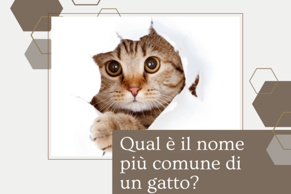 Idee per nomi di gatto