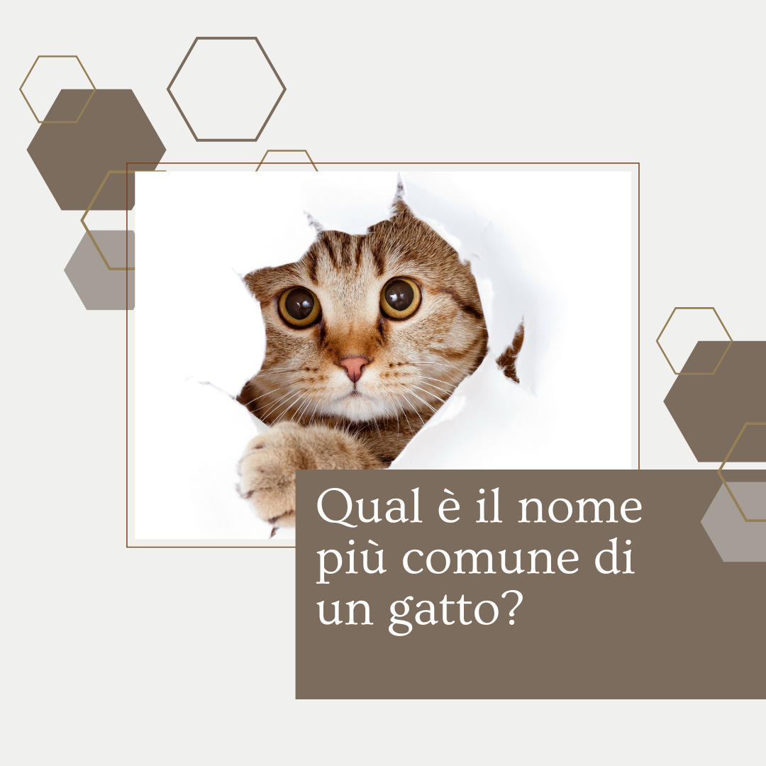 Idee per nomi di gatto