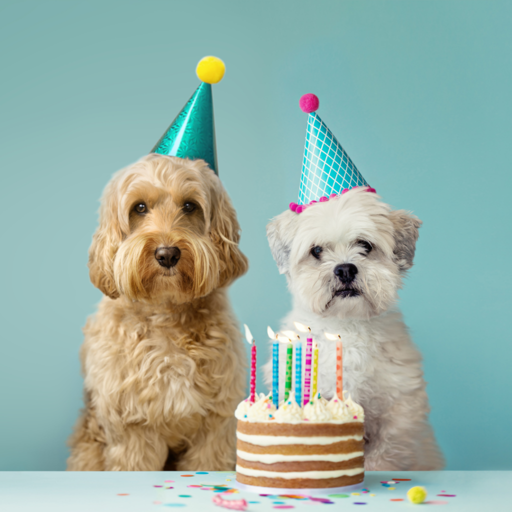 Quando si festeggia la festa del cane