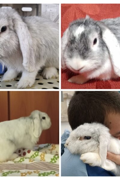 inbound5499269851069942196