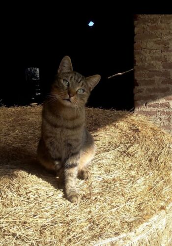 1000266010 1000266010