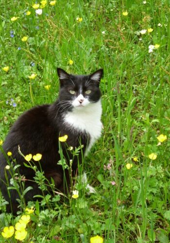 1000266093 1000266093