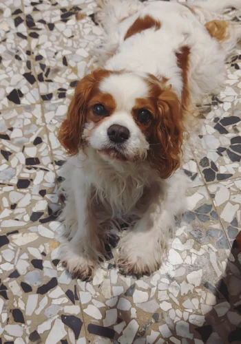 inbound3492318090905051820